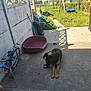 dog, german_shepherd, toy, patio, concrete, bike, bicycle, pet_bed, grass, yard, swing, outdoor, sunny, shadow, fence, garden, play, relaxing, animal, daytime