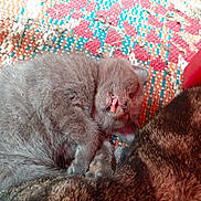 Mochi joined the competition — help win amazing prizes! kitten, cat, gray_cat, sleeping, tongue_out, furry, pet, animal, close_up, texture, colorful_mat, woven_mat, cozy, resting, cute, companion, indoor, relaxed, soft_fur, domestic_cat