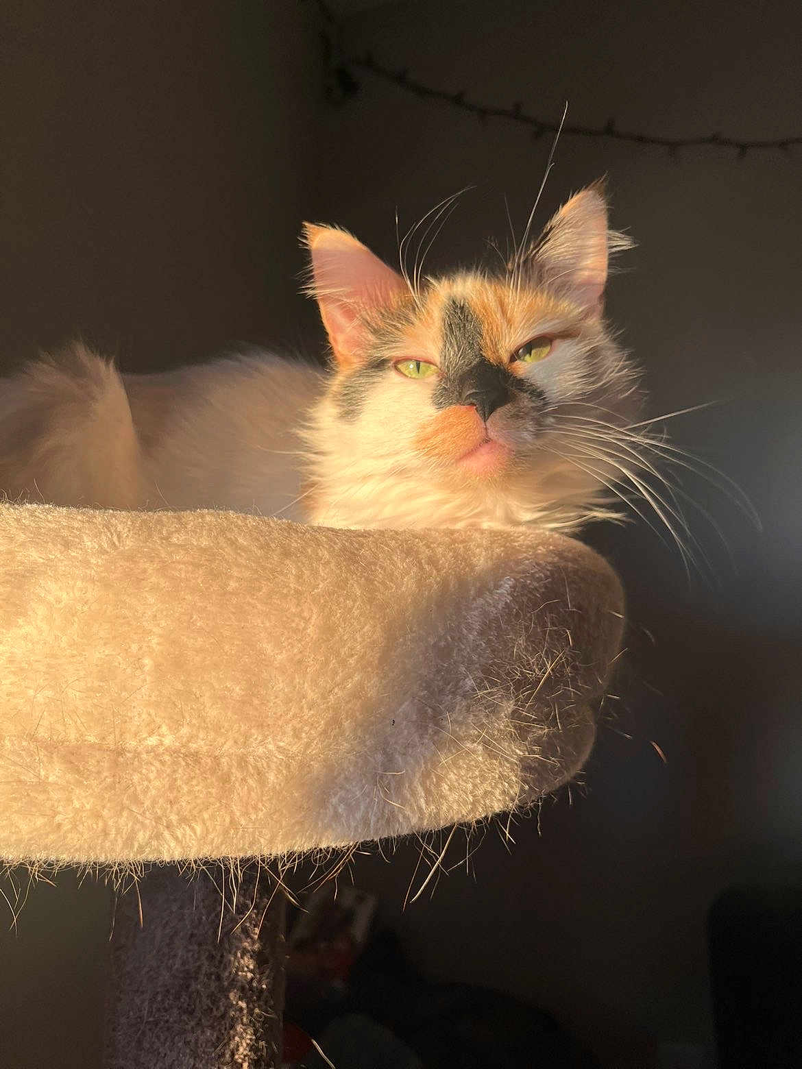 Matcha is registered to the contest to win money with this photo: cat, calico, feline, pet, animal, cat_tree, sunlight, indoor, relaxed, fluffy, whiskers, ears, fur, green_eyes, resting, soft_texture, cozy, shadow, portrait, close_up