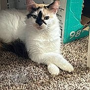 Matcha joined the competition — help win amazing prizes! cat, white_cat, fluffy, carpet, crossed_paws, indoor, box, calendar, fur, pet, animal, relaxed, home, domestic, cute, portrait, whiskers, ears, eyes, resting