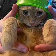 Ellis joined the competition — help win amazing prizes! cat, orange_cat, bucket, green_bucket, hands, close_up, pets, feline, curious, fluffy, paws, indoor, cute, animal, domestic_animal, whiskers, fur, playful, face, holding