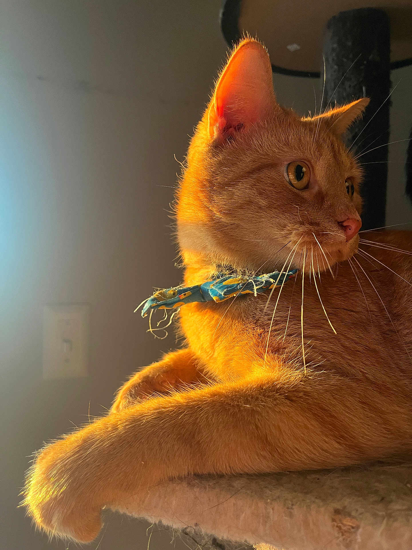 Ellis joined the competition — help win amazing prizes! cat, orange_cat, tabby_cat, pet, animal, feline, collar, whiskers, fur, perch, sunlight, indoor, closeup, profile, resting, looking_away, warm_light, shadow, wall, cat_tree