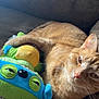 Ellis is registered to the contest to win money with this photo: cat, ginger_cat, plush_toy, stuffed_animal, bed, cozy, relaxed, indoor, pet, animal, feline, cute, cuddly, resting, soft, comfort, whiskers, ears, sleepy, domestic