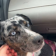 Gypsy is registered to the contest to win money with this photo: dog, blue_eyes, speckled_fur, car_interior, hand, jacket, leash, collar, pet, closeup, animal, cozy, plaid, snout, ear, fur_texture, seat, human_interaction, resting, cute