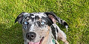 Gypsy is registered to the contest to win money with this photo: blue_eyes, canine, collar, dog, ear, footwear, fur, grass, happy, leash, nature, outdoor, paw, pet, shadow, slipper, smiling, snout, sunlight, tongue