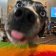 Gypsy joined the competition — help win amazing prizes! animal, background, blurred, close_up, colorful_surface, curious, cute, dog, domestic_dog, eyes, floor, funny, furniture, home, indoor, nose, pet, playful, snout, tongue_out