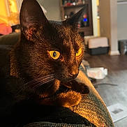 Artorias joined the competition — help win amazing prizes! cat, black_cat, yellow_eyes, feline, pet, indoors, sunlight, warm_light, cozy, relaxing, close_up, texture, fur, whiskers, animal, domestic_animal, resting, home, living_room, soft_focus