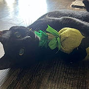 Artorias joined the competition — help win amazing prizes! animal, black_cat, cat, close_up, daylight, domestic_cat, eyes, feline, flooring, green_ribbon, indoor, laying_down, pet, pineapple_toy, playful, relaxed, toy, whiskers, wooden_floor, yellow_toy