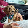 bandana, blanket, car_interior, cozy, cute, dog, fur, hand, indoor, lap, paw, person, pet, playful, puppy, smiling, sweatshirt, vehicle, window, young_dog