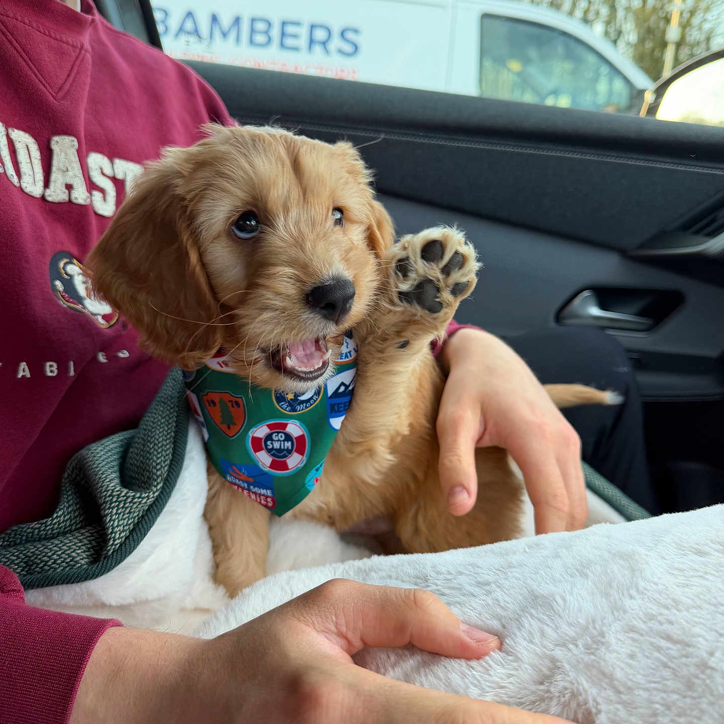 Herbie is registered to the contest to win money with this photo: bandana, blanket, car_interior, cozy, cute, dog, fur, hand, indoor, lap, paw, person, pet, playful, puppy, smiling, sweatshirt, vehicle, window, young_dog