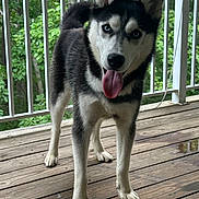 Pepper is registered to the contest to win money with this photo: dog, husky, puppy, blue_eyes, tongue_out, wooden_deck, outdoor, pet, playful, animal, canine, fur, ears, tail, greenery, railing, nature, young_dog, standing, happy