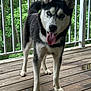 dog, husky, puppy, blue_eyes, tongue_out, wooden_deck, outdoor, pet, playful, animal, canine, fur, ears, tail, greenery, railing, nature, young_dog, standing, happy