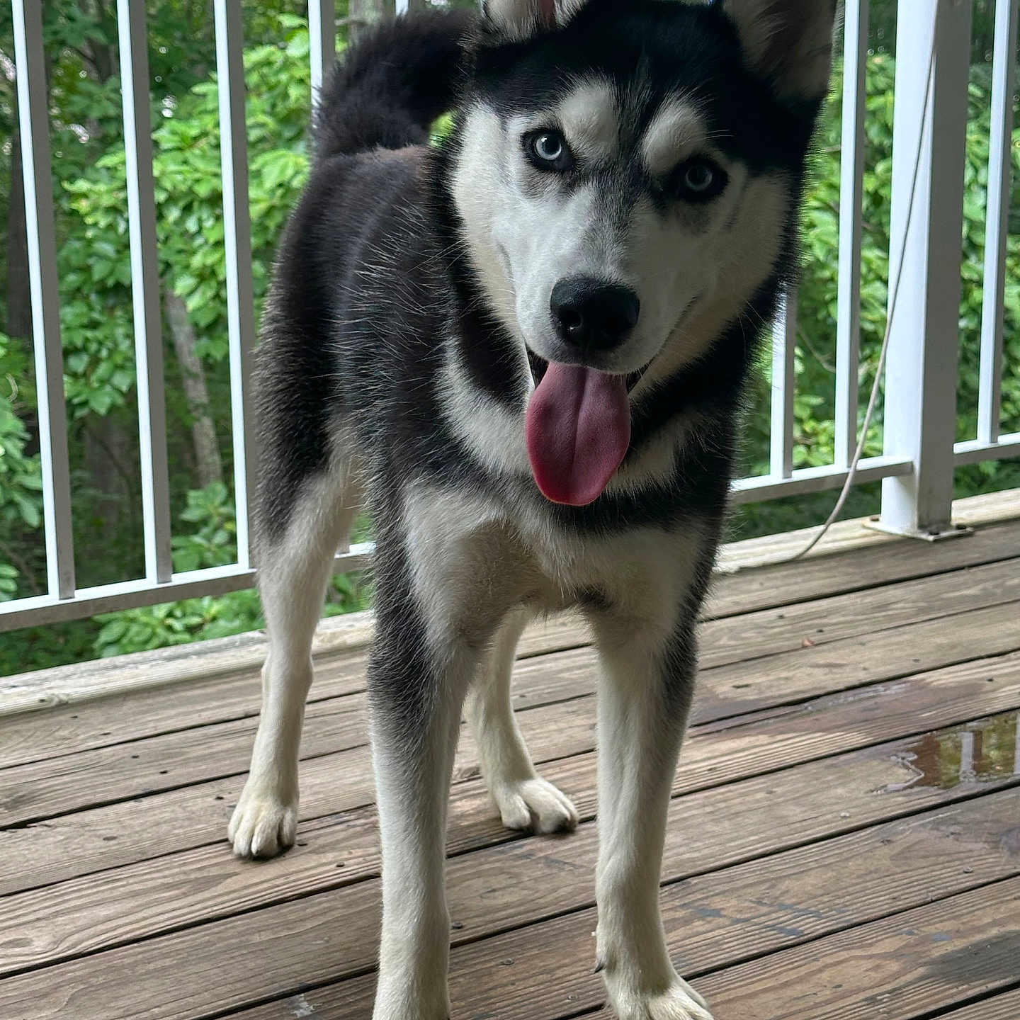 Pepper is registered to the contest to win money with this photo: animal, blue_eyes, canine, dog, ears, fur, greenery, happy, husky, nature, outdoor, pet, playful, puppy, railing, standing, tail, tongue_out, wooden_deck, young_dog