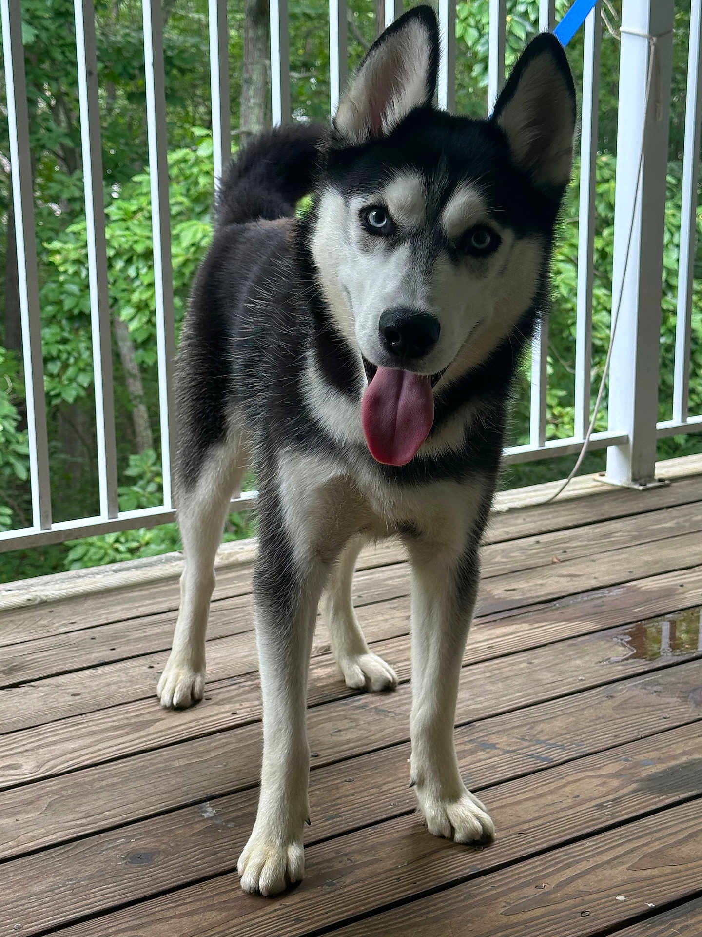 Pepper is registered to the contest to win money with this photo: dog, husky, puppy, blue_eyes, tongue_out, wooden_deck, outdoor, pet, playful, animal, canine, fur, ears, tail, greenery, railing, nature, young_dog, standing, happy