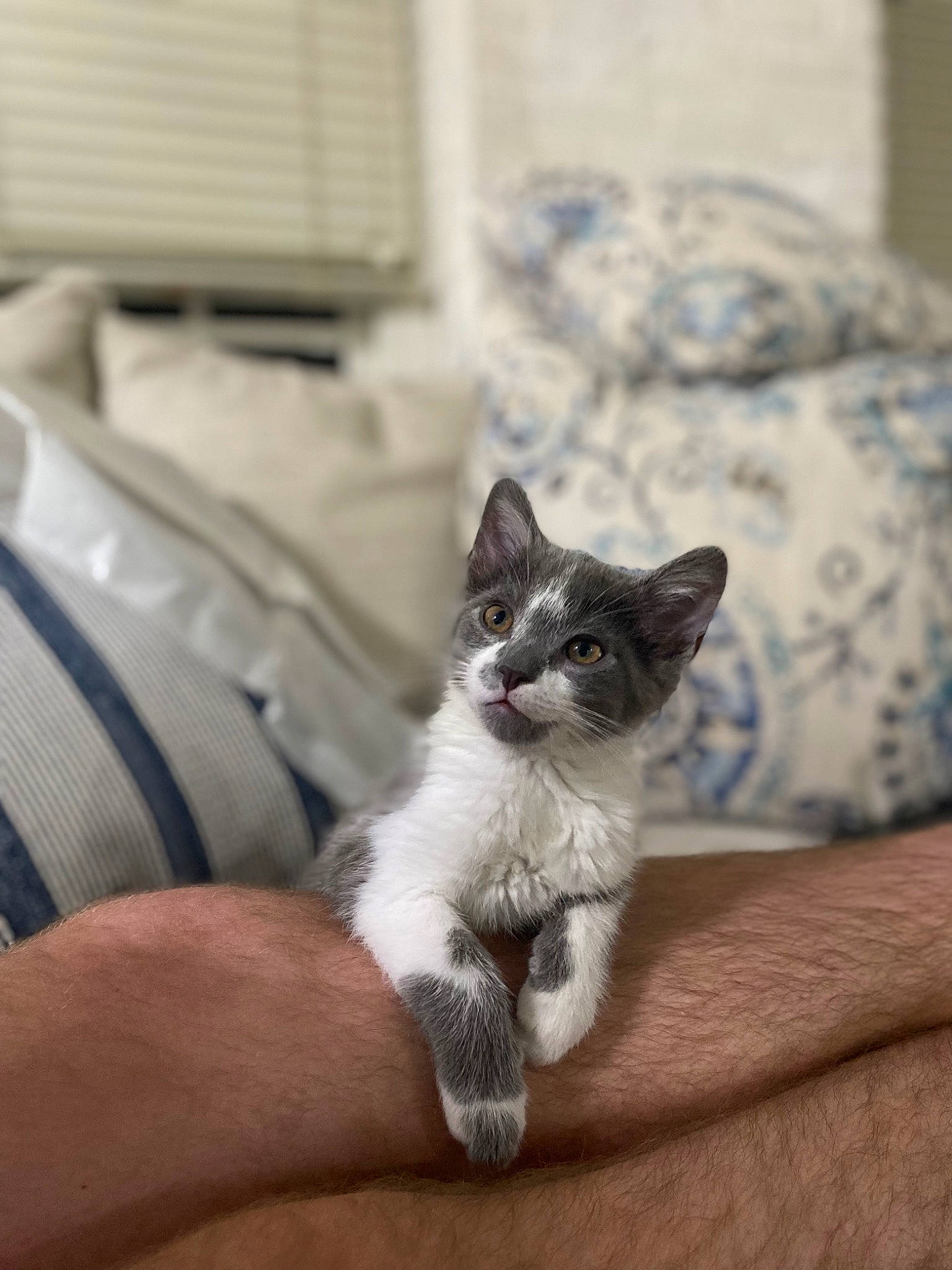 Cornelius joined the competition — help win amazing prizes! carnivore, cat, comfort, couch, domestic_short_haired_cat, fawn, felidae, foot, fur, grey, hardwood, human_leg, linens, paw, sitting, small_to_medium_sized_cats, snout, tail, whiskers, wood