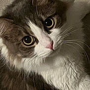 Malvasia participe au concours pour gagner de l'argent avec cette photo : cat, feline, gray_and_white, close_up, portrait, wide_eyes, whiskers, pink_nose, fur, 毛, 可爱, indoor, cozy, curled_up, resting, pet, animal, dramatic_expression, soft_lighting, photography