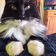 Jimmy is registered to the contest to win money with this photo: animal, black_and_white, blanket, cat, close_up, cute, domestic, fluffy, fur, furniture, green_eyes, indoor, mammal, paws, pet, portrait, relaxed, television, whiskers, wooden_cabinet