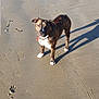 dog, brindle, beach, sand, shadow, sunlight, paw_prints, footprints, collar, pet, outdoor, animal, canine, alert, standing, nature, daylight, shore, texture, recreation