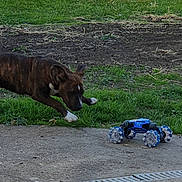 Aslo participe au concours pour gagner de l'argent avec cette photo : dog, brindle, toy_car, remote_control, grass, concrete, outdoor, curious, pet, animal, playful, side_view, walking, ground, nature, daylight, greenery, soil, four_legged, vehicle