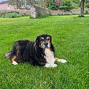 Nouki participe au concours pour gagner de l'argent avec cette photo : animal, canine, daytime, dog, domestic_animal, fur, garden, grass, greenery, lawn, mammal, nature, outdoor, park, pet, relaxed, resting, stone_wall, summer, tree