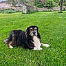 dog, grass, outdoor, garden, tree, stone_wall, greenery, nature, canine, pet, animal, fur, relaxed, lawn, summer, daytime, park, resting, mammal, domestic_animal