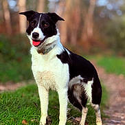 Mowgli a rejoint le concours — aidez-le/la à gagner de superbes lots ! dog, black_and_white, grass, outdoor, path, forest, collar, tongue_out, ears_up, pet, canine, nature, animal, standing, happy, fur, mammal, daylight, leaf, scenery
