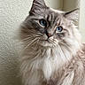 cat, blue_eyes, fluffy, long_hair, pet, feline, portrait, indoor, animal, whiskers, close_up, soft_light, curious, cute, domestic_cat, mammal, face, fur, ears