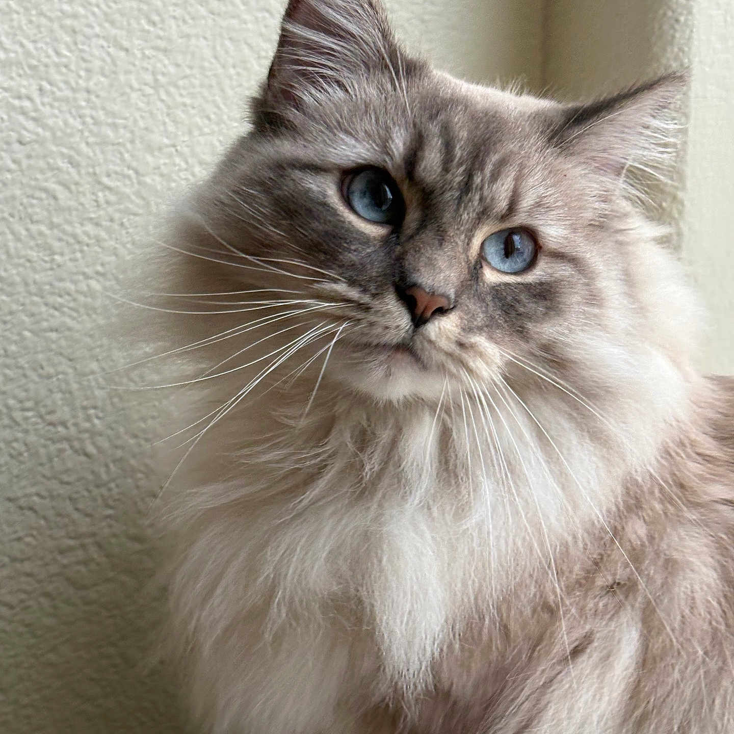 Fluff