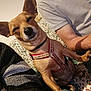 animal, arm, blanket, casual, closeup, companion, cozy, cute, dog, ears, furniture, harness, home, indoor, pattern, person, pet, relaxed, sitting, small_dog