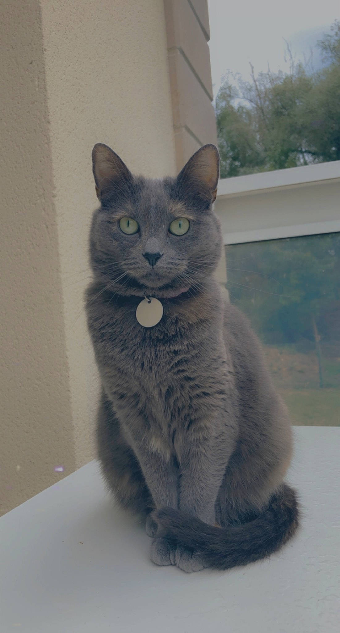 Ninja participe au concours pour gagner de l'argent avec cette photo : asian, burmese, carnivore, cat, chartreux, domestic_short_haired_cat, european_shorthair, felidae, german_rex, korat, mammal, nebelung, russian_blue, small_to_medium_sized_cats, snout, tail, vertebrate, whiskers