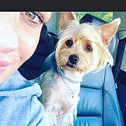 Joye participe au concours pour gagner de l'argent avec cette photo : animal, car, closeup, collar, dog, eyelashes, face, fur, hair, head, indoor, leash, light, person, pet, portrait, seat, small_dog, smile, window