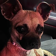 Gucci is registered to the contest to win money with this photo: dog, pet, close_up, car_interior, seat, collar, leash, ears, animal, canine, portrait, brown_fur, black_nose, whiskers, cute, domestic_animal, indoor, vehicle, seat_cover, young_dog
