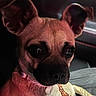 dog, pet, close_up, car_interior, seat, collar, leash, ears, animal, canine, portrait, brown_fur, black_nose, whiskers, cute, domestic_animal, indoor, vehicle, seat_cover, young_dog