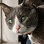 cat, gray_cat, white_cat, close_up, portrait, green_eyes, whiskers, pink_nose, curious, indoor, window, natural_light, pet, feline, animal, domestic_cat, fur, ears, collar, looking