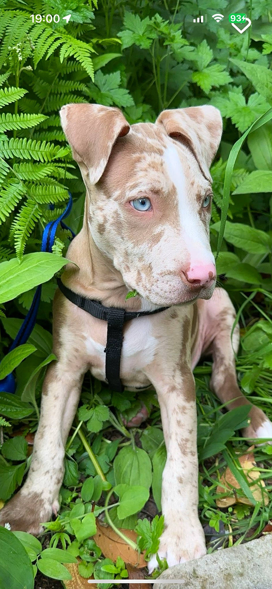 Pearl a rejoint le concours — aidez-le/la à gagner de superbes lots ! canidae, carnivore, collar, companion_dog, dog, dog_breed, dog_collar, fawn, grass, groundcover, liver, pet_supply, plant, snout, sporting_group, terrestrial_animal, terrestrial_plant, whiskers, wood, working_animal