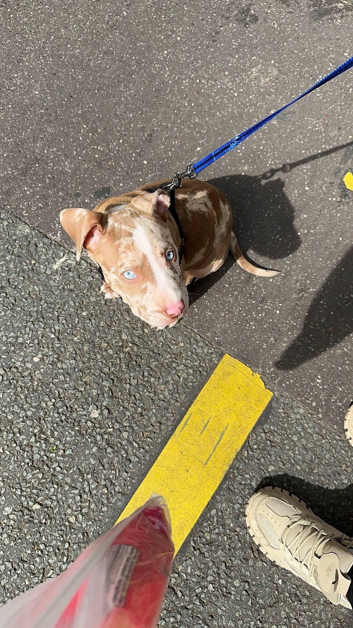 Pearl participe au concours pour gagner de l'argent avec cette photo : asphalt, carnivore, companion_dog, concrete, dog, dog_breed, fawn, human_leg, leash, longboard, road, road_surface, sidewalk, skateboard, skateboard_truck, skateboarding_equipment, snout, sporting_group, tar, working_animal