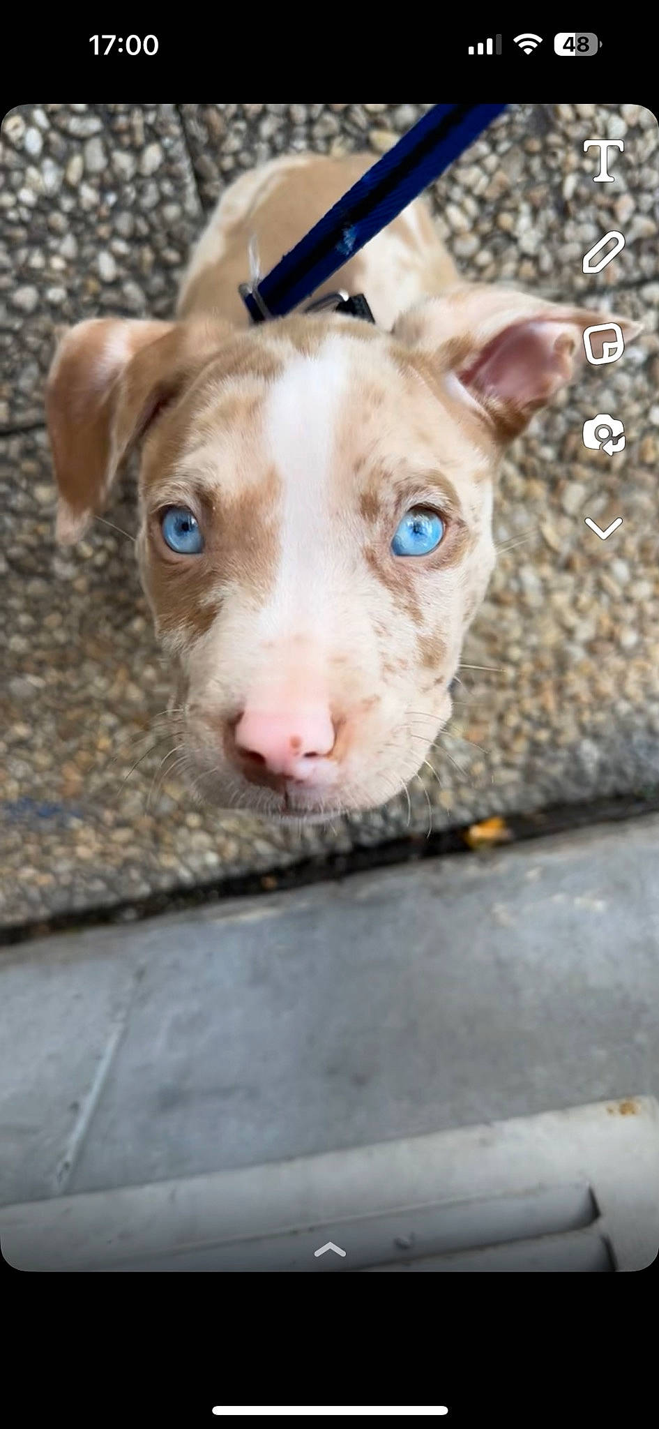 Pearl a rejoint le concours — aidez-le/la à gagner de superbes lots ! carnivore, companion_dog, dog, dog_breed, fawn, liver, non_sporting_group, pet_supply, snout, sporting_group, terrestrial_animal, whiskers, wood, working_animal