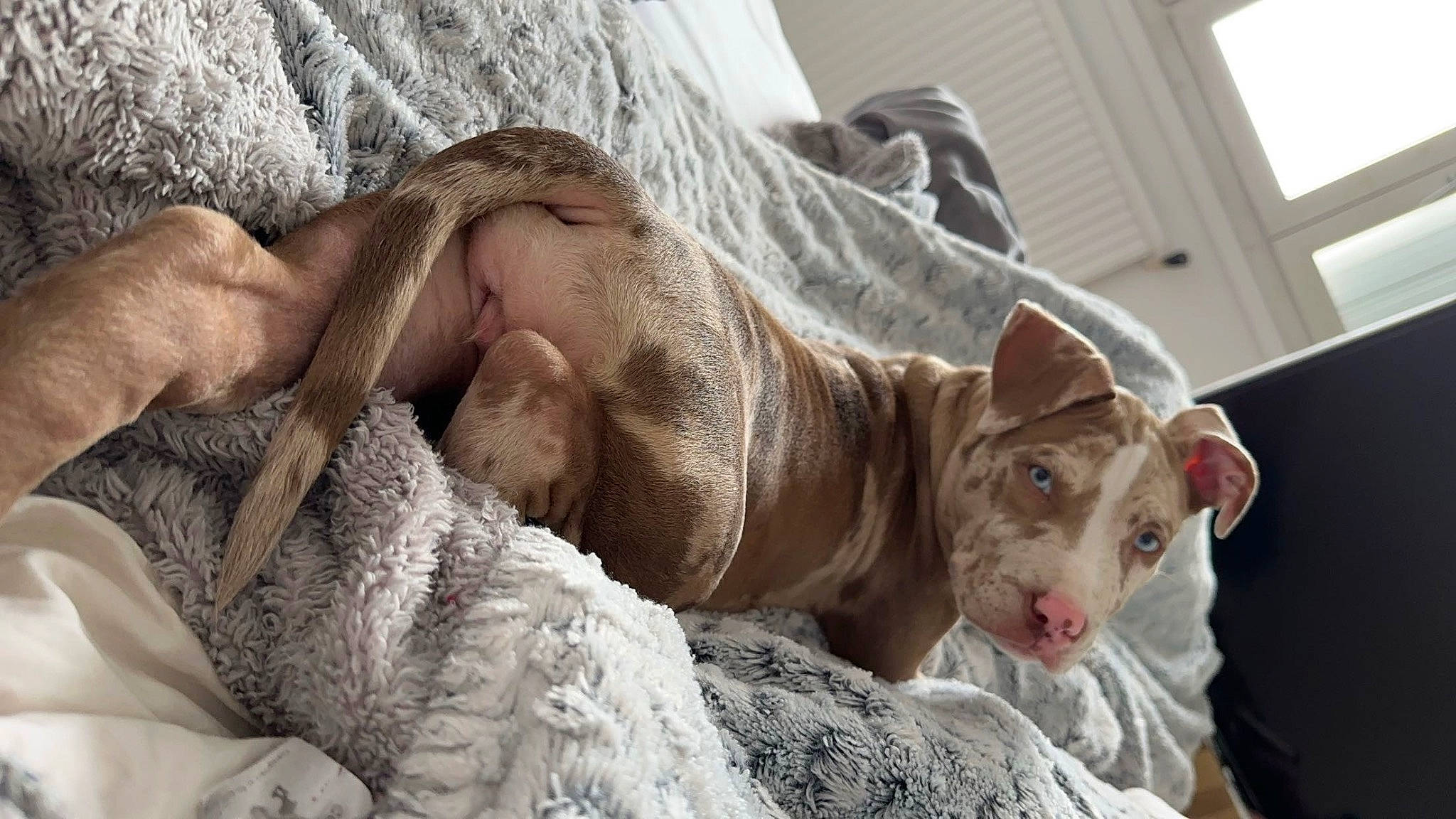 Pearl participe au concours pour gagner de l'argent avec cette photo : art, canidae, comfort, domestic_short_haired_cat, fawn, felidae, fur, human_leg, linens, livestock, paw, room, sculpture, small_to_medium_sized_cats, whiskers, wildlife, window, wood, wool