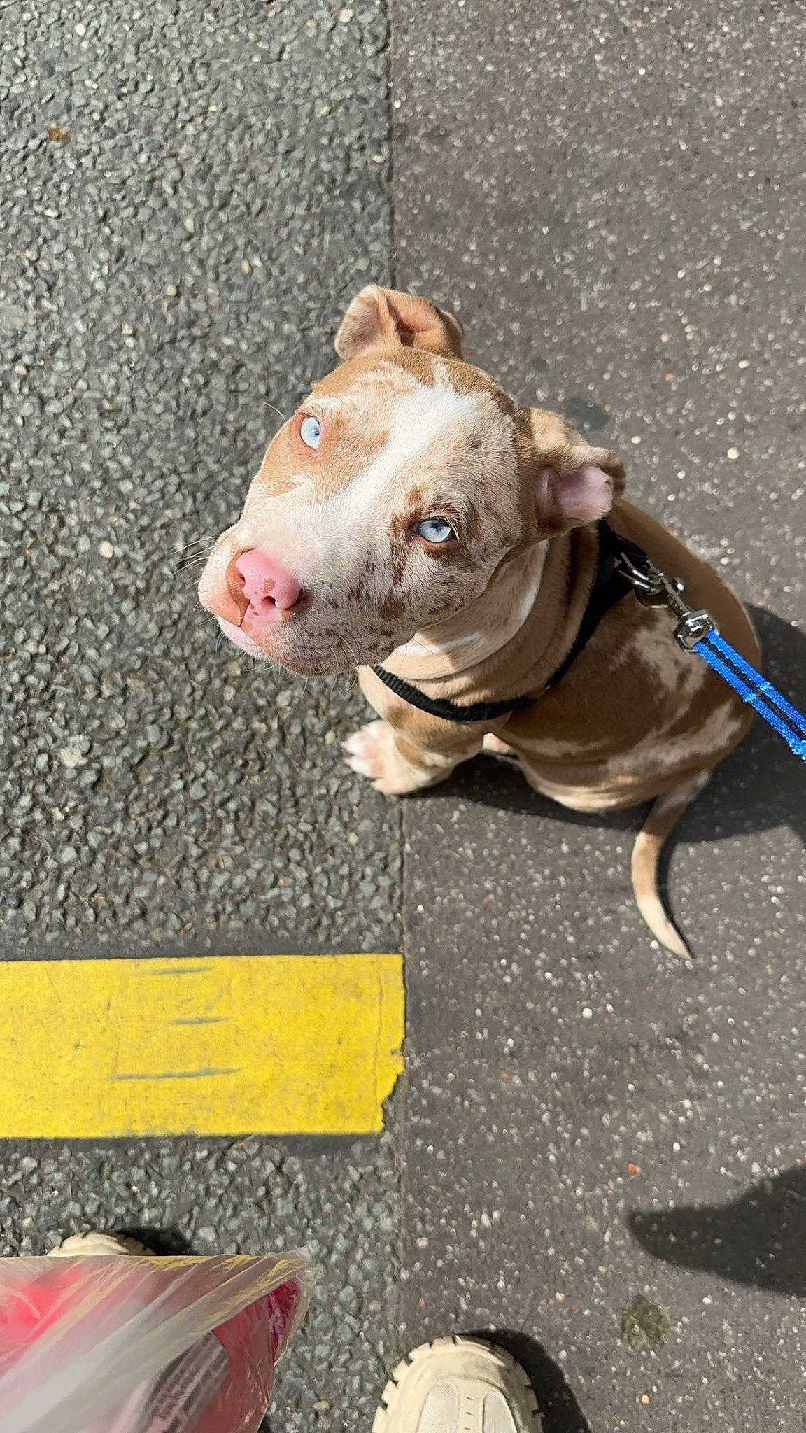 Pearl a rejoint le concours — aidez-le/la à gagner de superbes lots ! asphalt, bulldog, canidae, carnivore, collar, companion_dog, concrete, dog, dog_breed, dog_clothes, dog_collar, dog_supply, fawn, leash, road_surface, snout, sporting_group, terrestrial_animal, working_animal, wrinkle