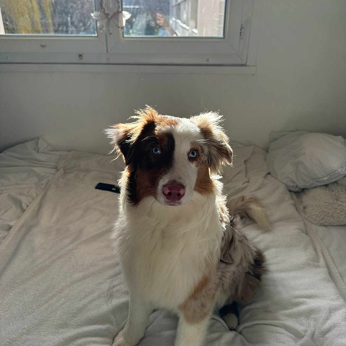 Kiwi participe au concours pour gagner de l'argent avec cette photo : animal, bed, blanket, blue_eyes, companion, cozy, curtains, dog, domestic, fluffy, fur, indoor, natural_light, pet, pillow, relaxed, room, sitting, white_bedspread, window