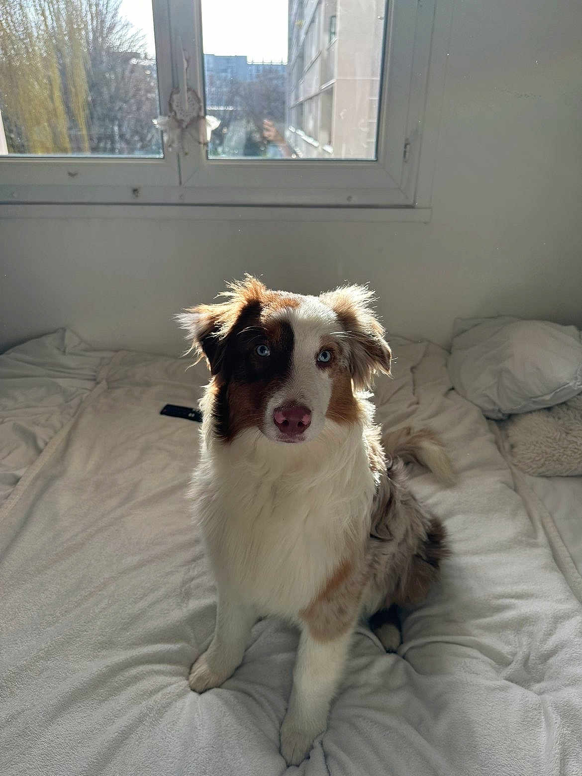Kiwi participe au concours pour gagner de l'argent avec cette photo : dog, bed, window, indoor, white_bedspread, fluffy, blue_eyes, pet, fur, sitting, natural_light, cozy, room, curtains, pillow, blanket, domestic, animal, companion, relaxed
