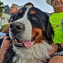 Vasko a rejoint le concours — aidez-le/la à gagner de superbes lots ! bernese_mountain_dog, close_up, daylight, dog, fur, glasses, grass, happy, hat, house, man, outdoor, people, pet, portrait, shirt, sitting, smile, tongue_out, tree
