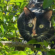 Vip a rejoint le concours — aidez-le/la à gagner de superbes lots ! cat, calico_cat, animal, tree, branch, leaves, greenery, outdoor, nature, whiskers, fur, eyes, paws, curious, wildlife, pet, climbing, sunlight, close_up, mammal
