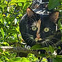 cat, calico_cat, animal, tree, branch, leaves, greenery, outdoor, nature, whiskers, fur, eyes, paws, curious, wildlife, pet, climbing, sunlight, close_up, mammal