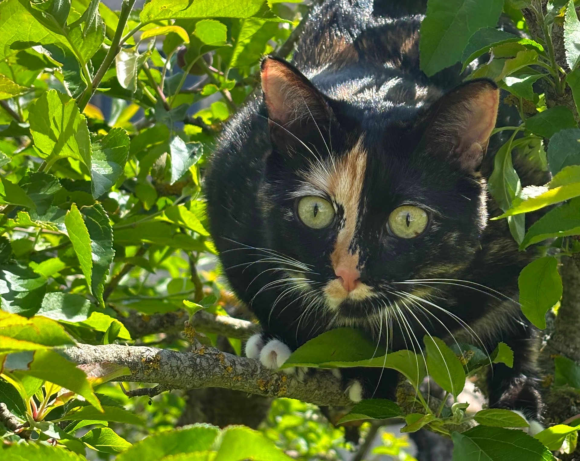 Vip a rejoint le concours — aidez-le/la à gagner de superbes lots ! cat, calico_cat, animal, tree, branch, leaves, greenery, outdoor, nature, whiskers, fur, eyes, paws, curious, wildlife, pet, climbing, sunlight, close_up, mammal
