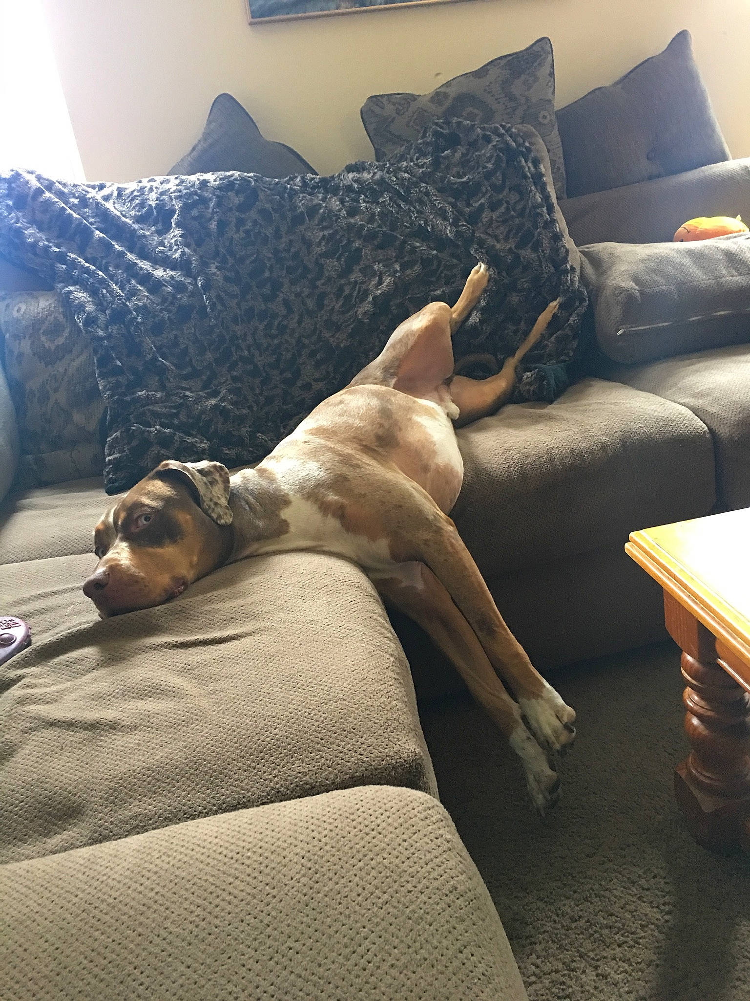 Chief joined the competition — help win amazing prizes! carnivore, comfort, companion_dog, couch, dog, dog_breed, fawn, felidae, floor, flooring, furniture, grey, hardwood, interior_design, lighting, living_room, morning, studio_couch, tints_and_shades, wood