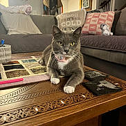 Mittens joined the competition — help win amazing prizes! cat, gray_cat, white_paws, collar, coffee_table, wooden_table, carved_wood, living_room, sofa, cushions, plush_toy, decorative_pillows, home_interior, floor_rug, pet, animal, indoor, furniture, relaxed, cute