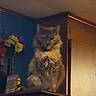 artificial_flowers, blue_wall, brown_tone, cat, ceiling, cozy, dim_lighting, fluffy, furniture, gaze, indoor, long_hair_cat, paw, portrait, shelf, sitting, skittles, snack_package, vase, wooden_cabinet