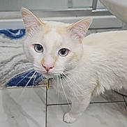 Finley is registered to the contest to win money with this photo: cat, cream_colored, blue_eyes, floor, tile, bathroom, toilet, towel, pet, indoor, curious, whiskers, collar, close_up, animal, feline, domestic, portrait, looking, household