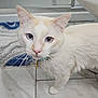 cat, cream_colored, blue_eyes, floor, tile, bathroom, toilet, towel, pet, indoor, curious, whiskers, collar, close_up, animal, feline, domestic, portrait, looking, household